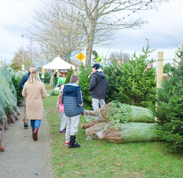 Irish Christmas Trees