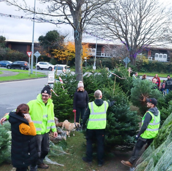 Irish Christmas Trees