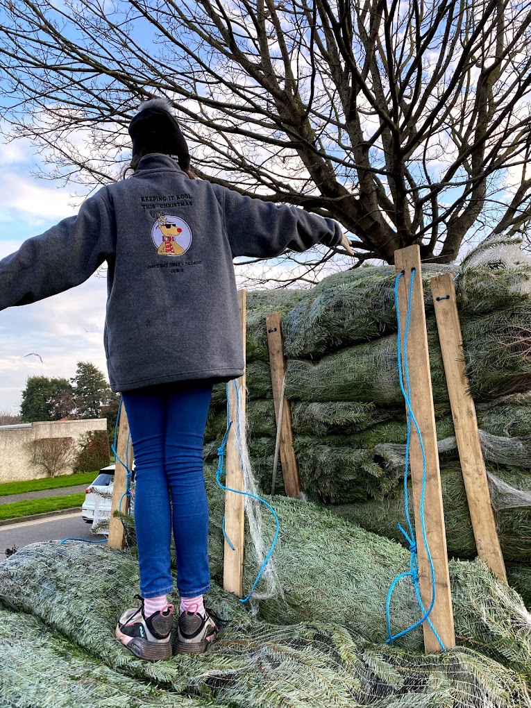 Irish Christmas Trees