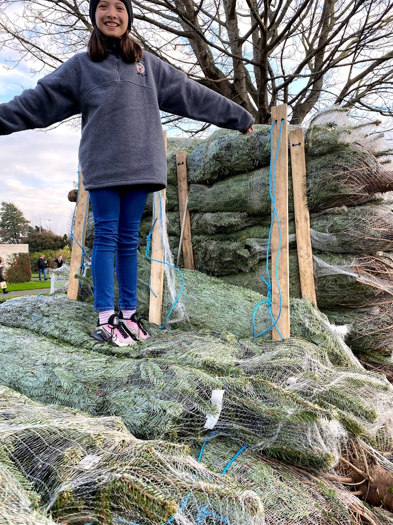 Irish Christmas Trees