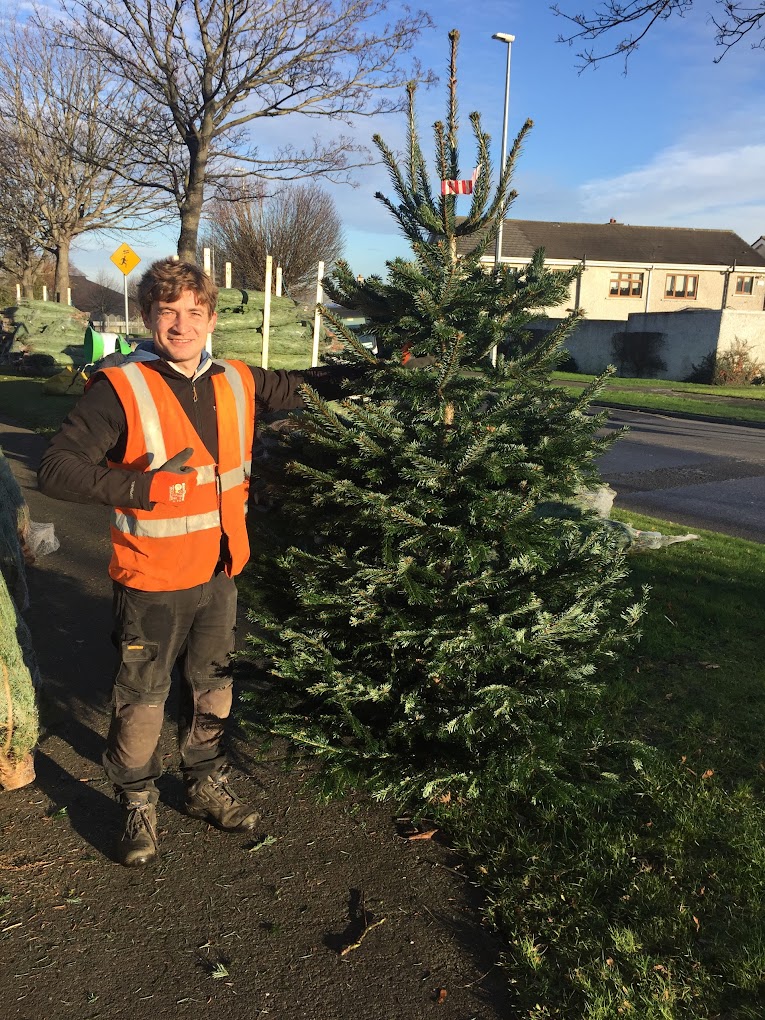 Irish Christmas Trees