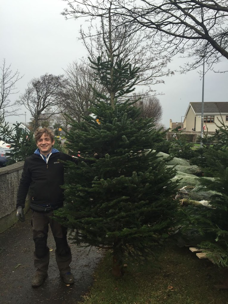 Irish Christmas Trees