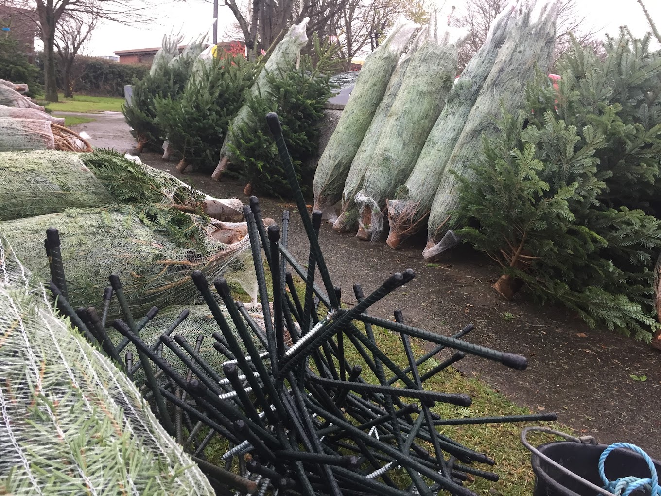 Irish Christmas Trees