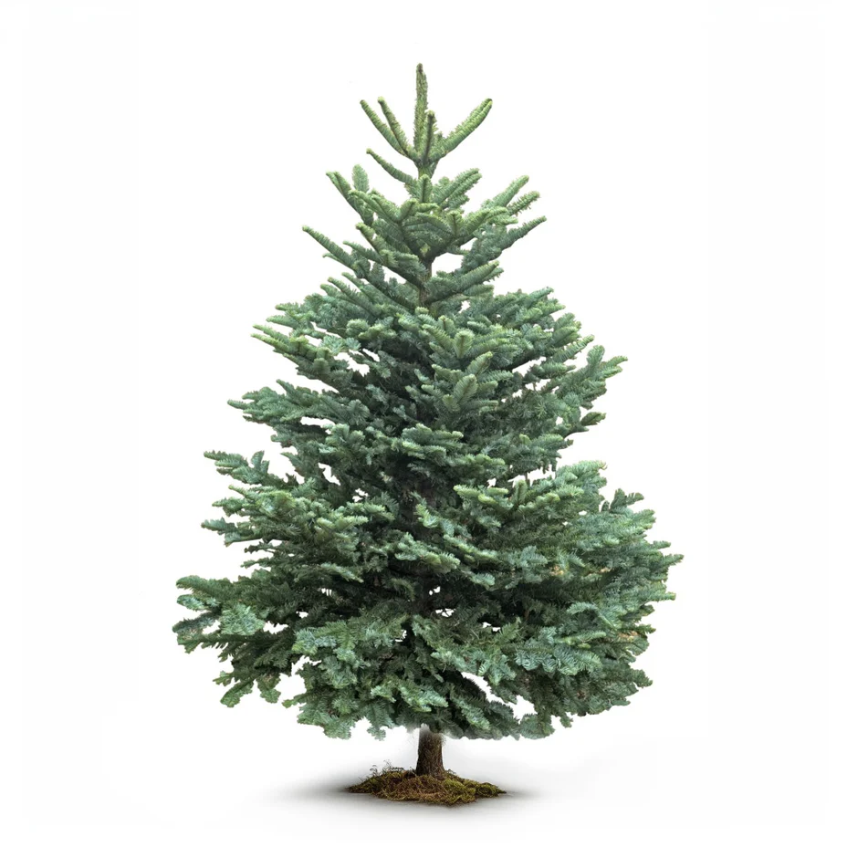 NOBLE FIR