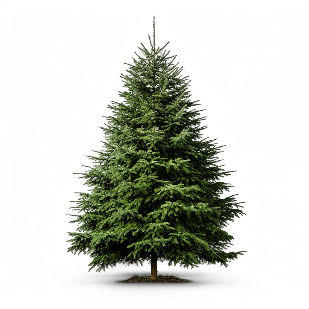 NORDMANN FIR